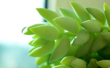 yeşil bitki, bitki, houseplant, yeşil bitki dal, houseplant kalın yeşil iğne