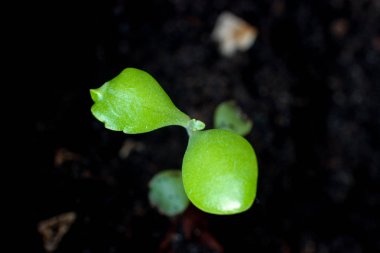 Yeşil Fideler, yeşil ateş, büyüme başında, soi Filiz