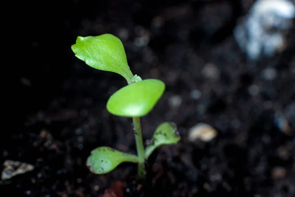 Groene spruit, groene schieten, het begin van de groei, spruit van de soi — Stockfoto