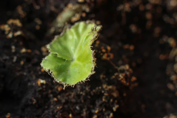 Pequeño brote, la planta en el suelo, hoja verde — Foto de Stock