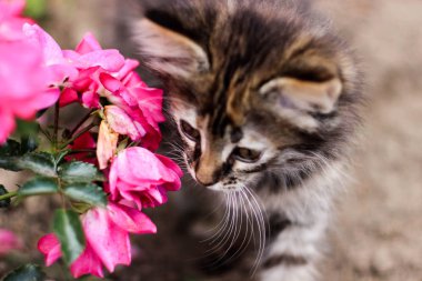  kedi ve pembe çiçek, kitty bahçede yürüyor