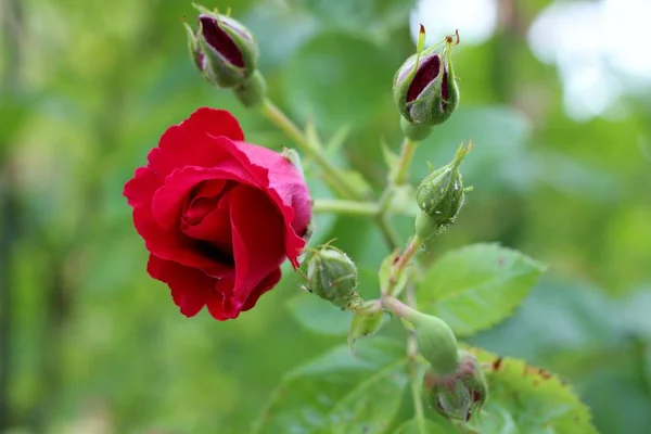 Flores rosas, los brotes de flores — Foto de Stock