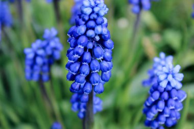 mavi çiçek, çiçekler çim, sümbül, muscari büyümek