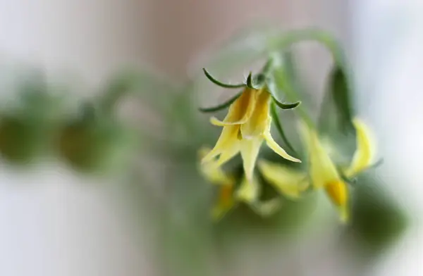 Domates, küçük sarı çiçek çiçeklenme — Stok fotoğraf