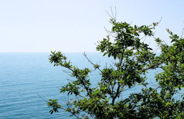 arka plan, bitki ve deniz, deniz arka plan üzerinde bitkilerin dalları denizde bush