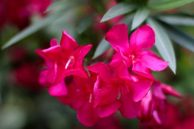 kırmızı çiçek, yaz çiçeklenme, parlak güzel çiçek, pembe çiçek