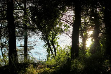 Güneş ışınları ağaçların, Güneş, Güneş, ağaçların arasından yol parkta ağaçların arasından akşam