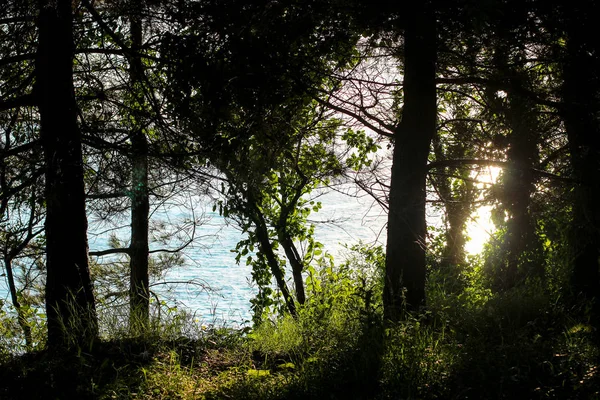 Güneş ışınları ağaçların, Güneş, Güneş, ağaçların arasından yol parkta ağaçların arasından akşam