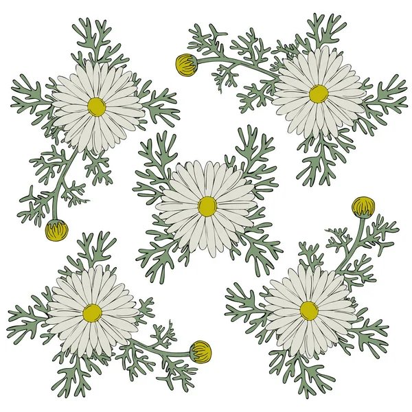 Beyaz arka plan üzerinde renkli beyaz ve sarı ve yeşil çiçekler papatya tatil. Vektör çizim. Sevgililer. Doğum günü kartı. — Stok Vektör