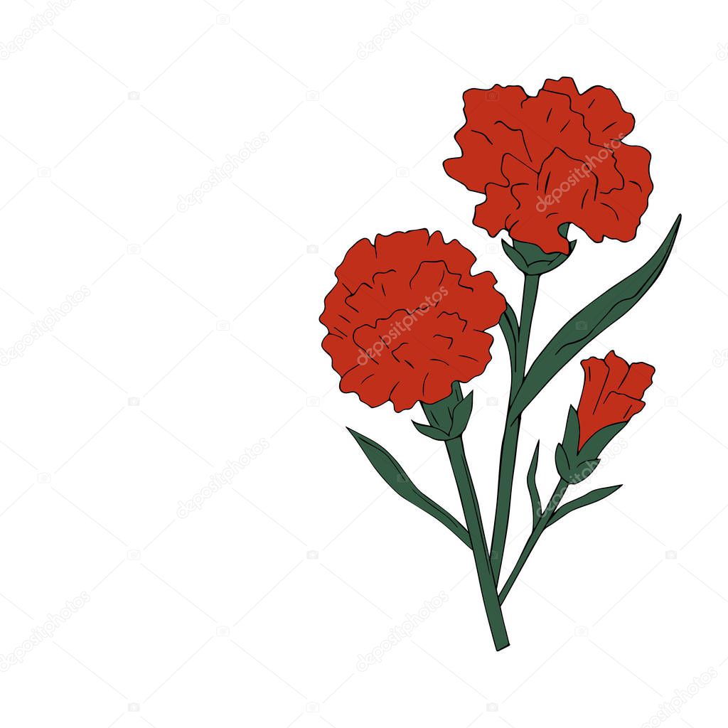 isolate holidays flowers red with green carnation on white background. Vector illustration. May. Victory day.