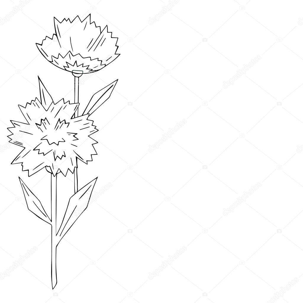 flowers line coloring carnations on white background. Vector illustration. May 9.