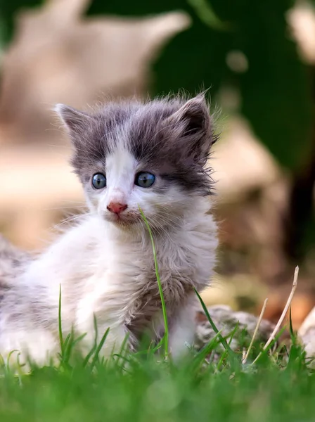 Beyaz ve Gri kedi yavrusu çimenlerin üzerinde oturur