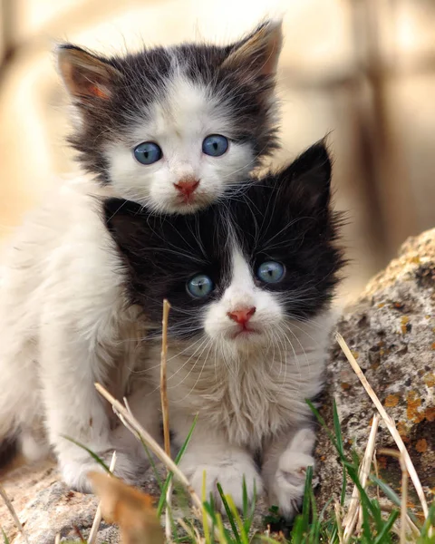 カメラを見て 2 つの小さい怖い子猫 — ストック写真