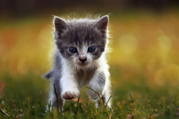 Küçük kedi yavrusu çimenlerin üzerinde çalışıyor