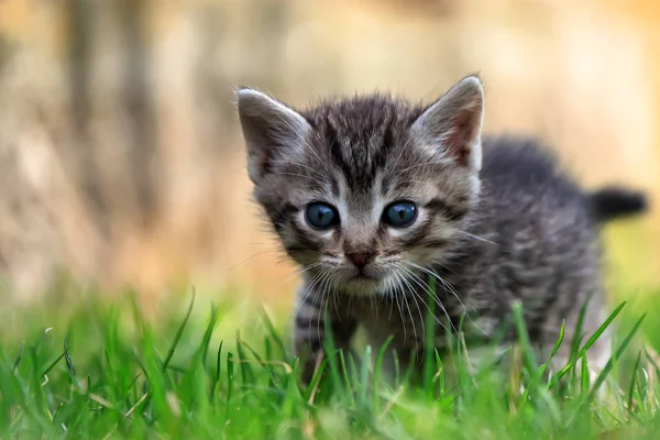 Jedno krásné pruhované kotě při pohledu na fotoaparát — Stock fotografie