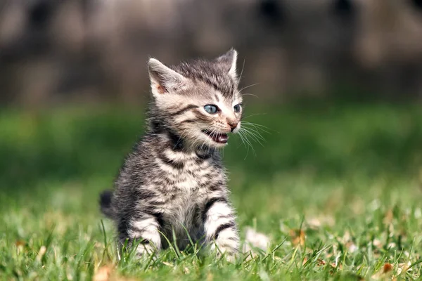 Striped kitten sitting on grass with open mouth. He expresses emotions of anger or frustration, meowing — Stock Photo, Image