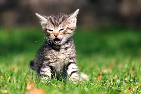 Little tabby kitten crying while sitting on grass in backyard — Stock Photo, Image