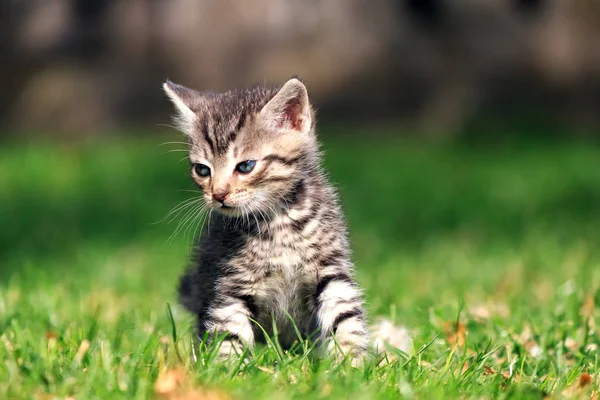 Sad kitten sitting on green grass, looking away from the camera — Stock Photo, Image