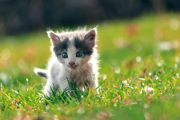 Kitten walks on the lawn with autumn colors — Stock Photo, Image