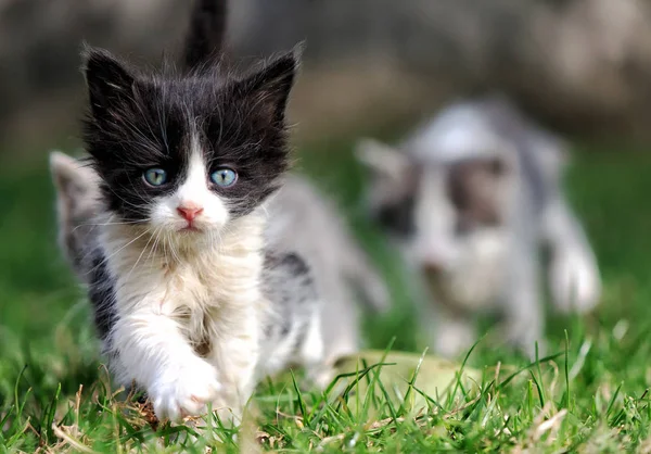 Kitty-leader leads his friends on grass — Stock Photo, Image