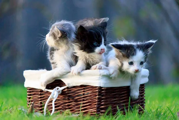Three kittens sitting in wicker basket on green grass. One of them licked — Stock Photo, Image