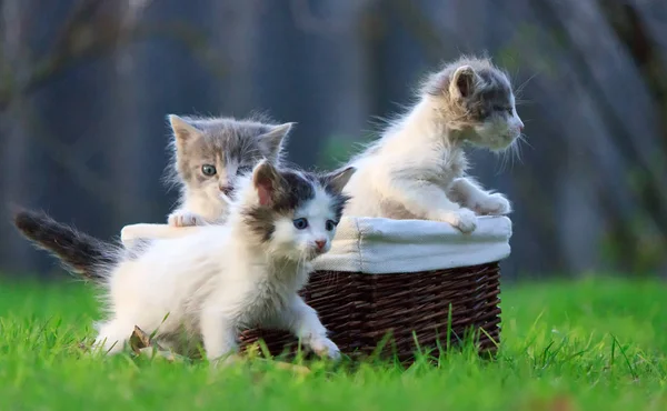 Newborn kittens leave the nest. They are crawling out of the wooden basket in which he was sitting — Stock Photo, Image