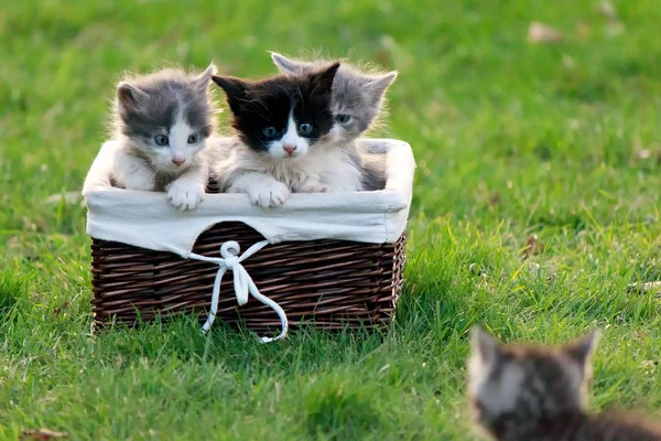 Kotě volá jeho přátelé, kteří sedí v proutěném košíku — Stock fotografie
