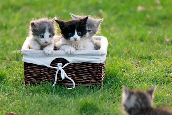 Yavru kedi bir hasır sepet içinde oturan arkadaşları çağırır