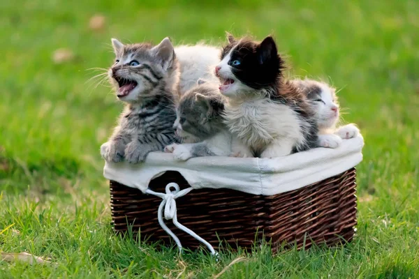 Hungry kittens meowing and asking to eat, sitting in a wooden basket — Stock Photo, Image