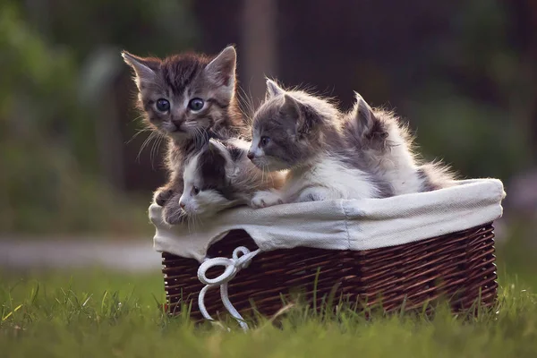 Cute kittens in a basket — Stock Photo, Image