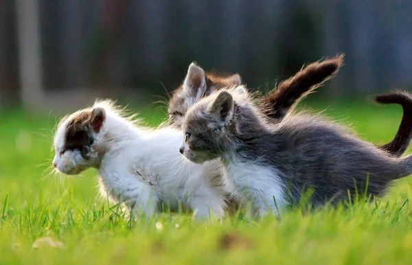 Gruppe med tre kattunger – stockfoto