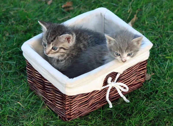 Два маленьких кота в плетеной корзине на зеленой траве — стоковое фото