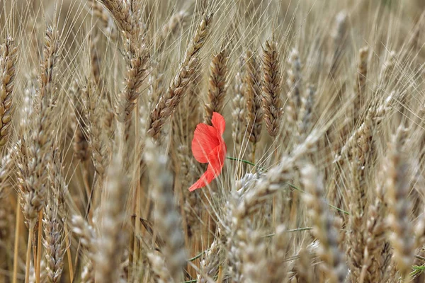 Один красный мак в поле спелой пшеницы — стоковое фото