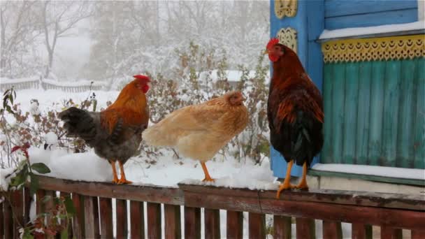 Kippen zitten op het hek. Een koude winterdag — Stockvideo