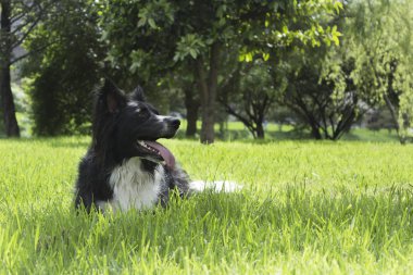 Sınır collie çim üzerinde dinlenme