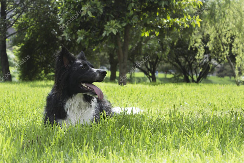 Portrait of a border collie