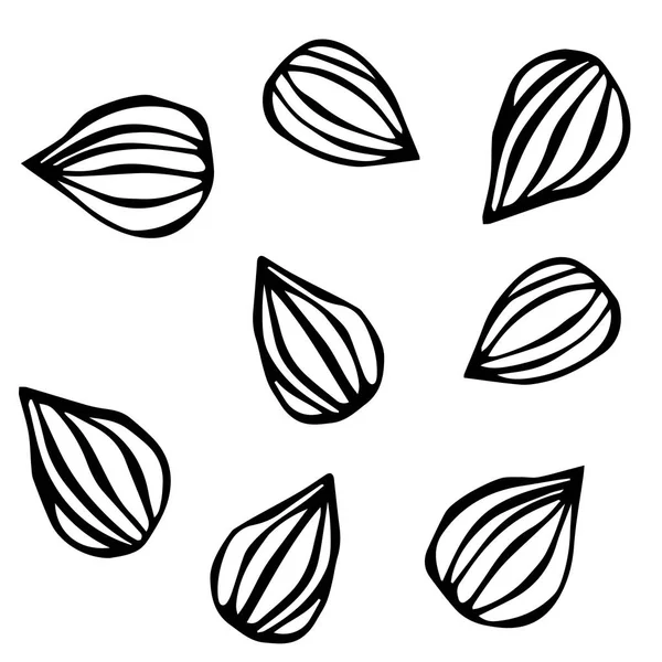 Mandula. Doodle stílus vektor háttér, elszigetelt fehér. — Stock Vector