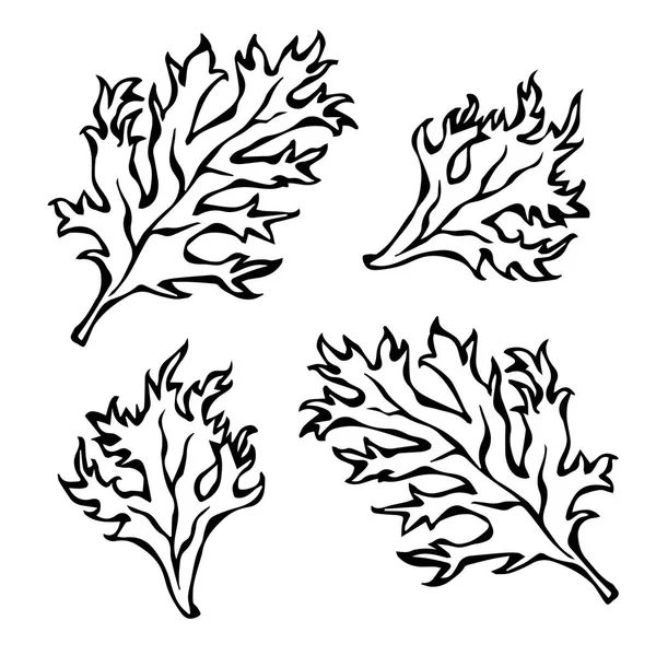 Parsley Herb Green Leaves, Food and Seasonings Vector Illustration — Stock Vector