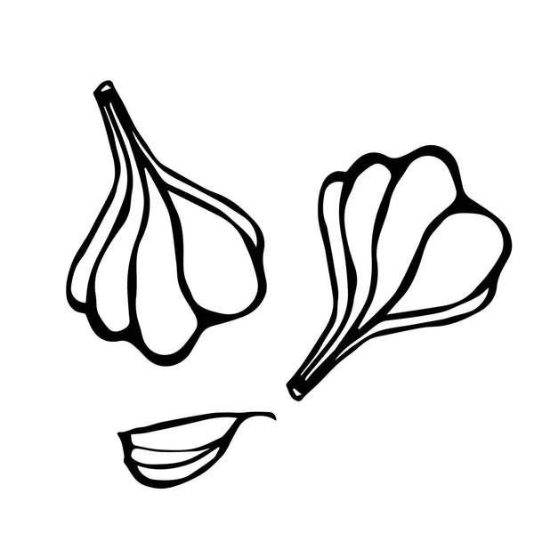 Knoflook en knoflook teentje kruiden en specerijen schets. Voedsel en Spice vectorillustratie — Stockvector