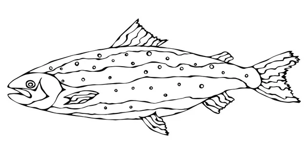 Εικόνα του Ατλαντικού σολομού κόκκινα ψάρια. Ρεαλιστική διανυσματικά εικονογράφηση απομονώνονται σε λευκό φόντο ένα χέρι Doodle κινουμένων σχεδίων Vintage Hipster στυλ σκίτσο. — Διανυσματικό Αρχείο