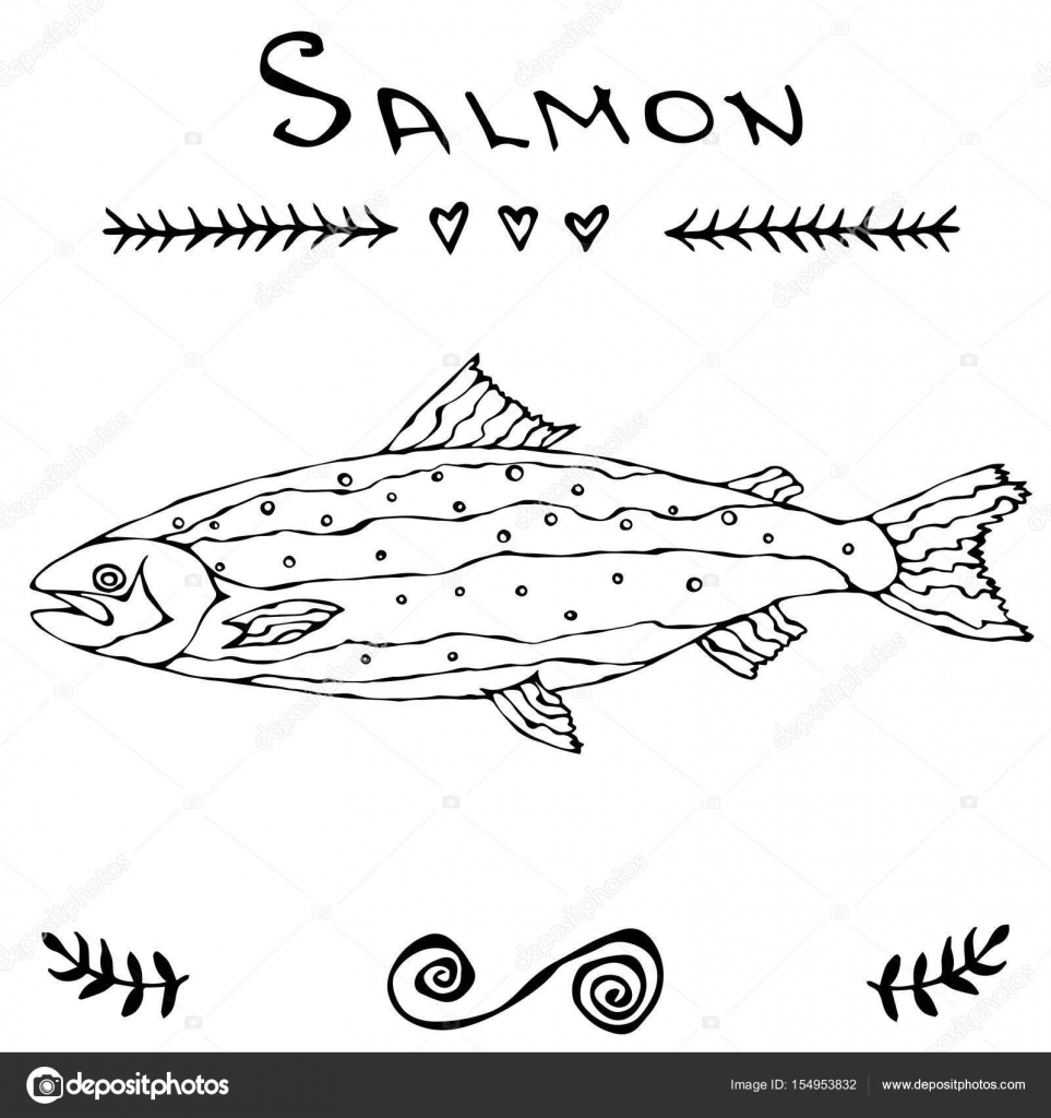 Salmon Fish for Fishing Club or Seafood Sushi Menu. Vector Illustration  Isolated On a White Background Doodle Cartoon Vintage Hand Drawn Sketch.  Stock Vector by ©leen.savoyar.com 154953832