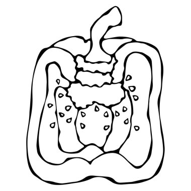 Kırmızı biber, biber ya da tatlı Bulgar biber yarısını. Beyaz bir arka plan üzerinde izole. Gerçekçi ve Doodle stili elle çizilmiş kroki vektör çizim.