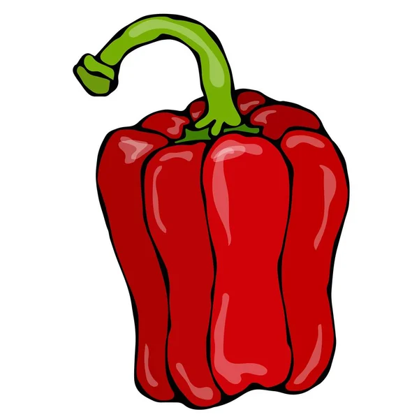 Red Paprika, Bell Pepper or Sweet Bulgarian Pepper . Isolated On a White Background. Realistic and Doodle Style Hand Drawn Sketch Vector Illustration. — Stock Vector