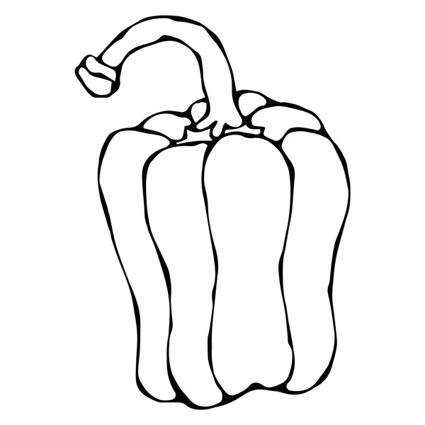 Paprika, poivron ou poivron bulgare doux. Isolé sur fond blanc. Illustration vectorielle de croquis dessinée à la main de style réaliste et caniche . — Image vectorielle
