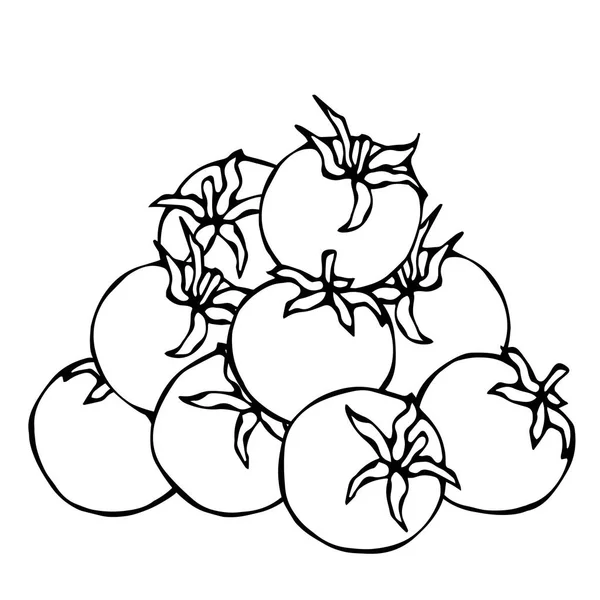 Un ramo de tomates rojos, frescos y maduros. Aislado sobre un fondo blanco. Estilo realista y Doodle Dibujado a mano Dibujo Vector Ilustración . — Vector de stock