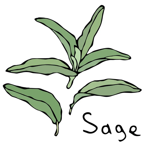 Σύνολο πράσινη Sage βότανο κλαδί και φύλλα. Ρεαλιστική χέρι Doodle στυλ σκίτσο. Εικονογράφηση διάνυσμα απομονωθεί σε λευκό φόντο. — Διανυσματικό Αρχείο