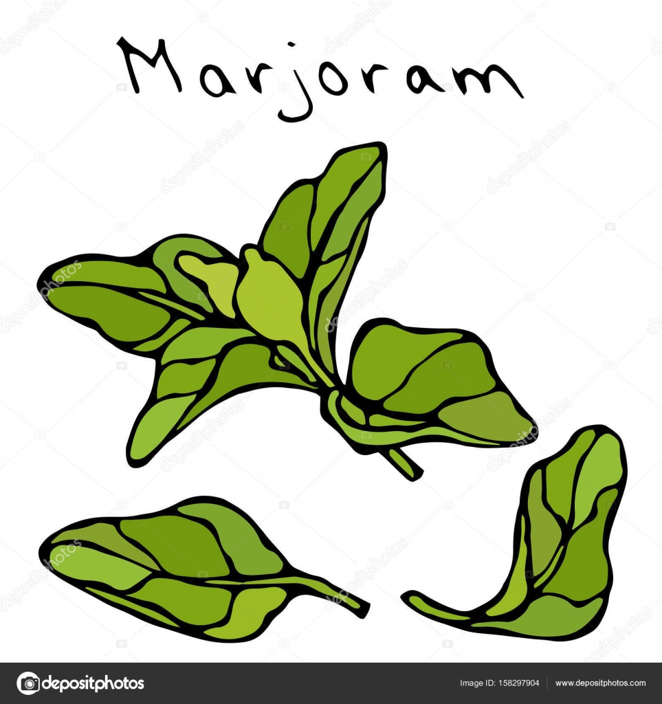depositphotos_158297904-stock-illustration-marjoram-herb-branch-and-leaf.jpg