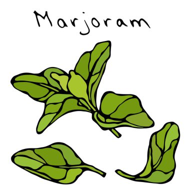 Mercanköşk ot dal ve yaprak. Gerçekçi elle çizilmiş Doodle stil kroki. Beyaz bir arka plan üzerinde izole vektör çizim.