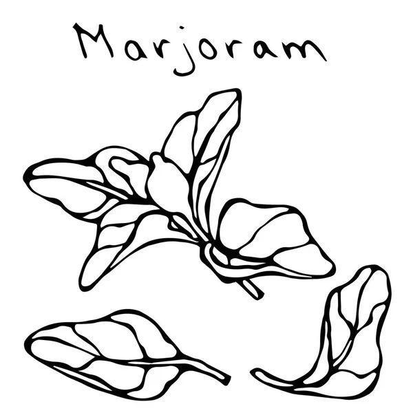 Marjoram Herb Branch and Leaf. Realista dibujado a mano Doodle estilo Sketch. Ilustración vectorial aislada sobre un fondo blanco . — Archivo Imágenes Vectoriales