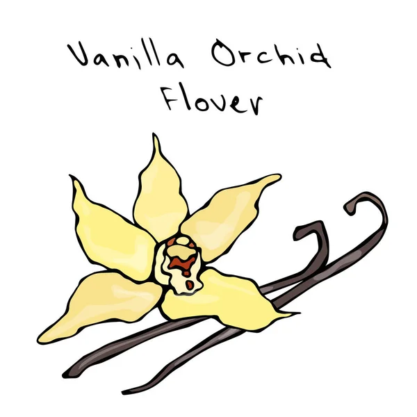 Vanilla Pods or Sticks and Vanilla Orchid Flower. Vector Illustration Isolated On a White Background. Realistic Hand Drawn Doodle Style Sketch. — Stock Vector